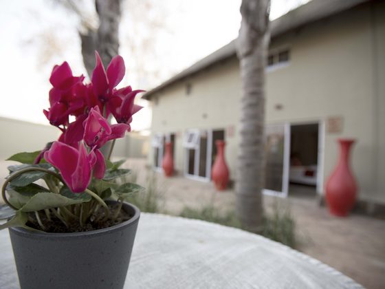 Cyclamen in a pot on a table in the courtyard outside the rooms.